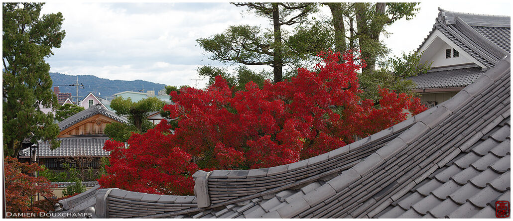 Roof lines and bright red maple tree, Daruma-dera temple, Kyoto, Japan