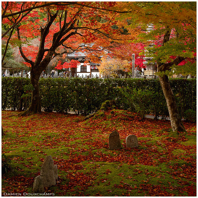 Small jizo stones standing on maple covered moss garden, Adashino Nenbutsuji temple, Kyoto, Japan