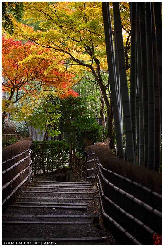 Auitumn colours over bamboo path, Adashino Nenbutsu-ji temple, Kyoto, Japan