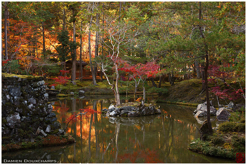 Autumn colours lighting up around the pond of Koke-dera, Kyoto, Japan