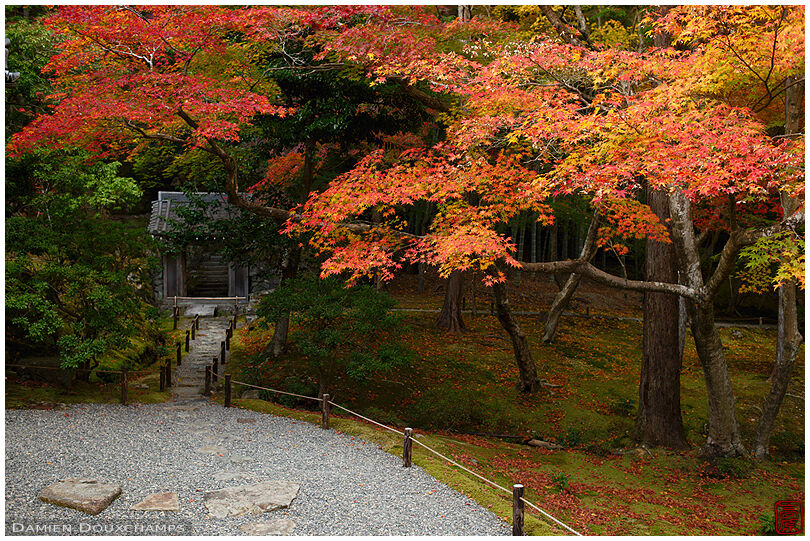 Path leading to small gate under autumn foliage in Saiho-ji temple, also know as Koke-dera, Kyoto, Japan