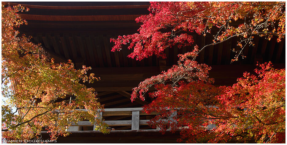 Terrace lost in autumn colours, Kiyomizu-dera temple, Kyoto, Japan