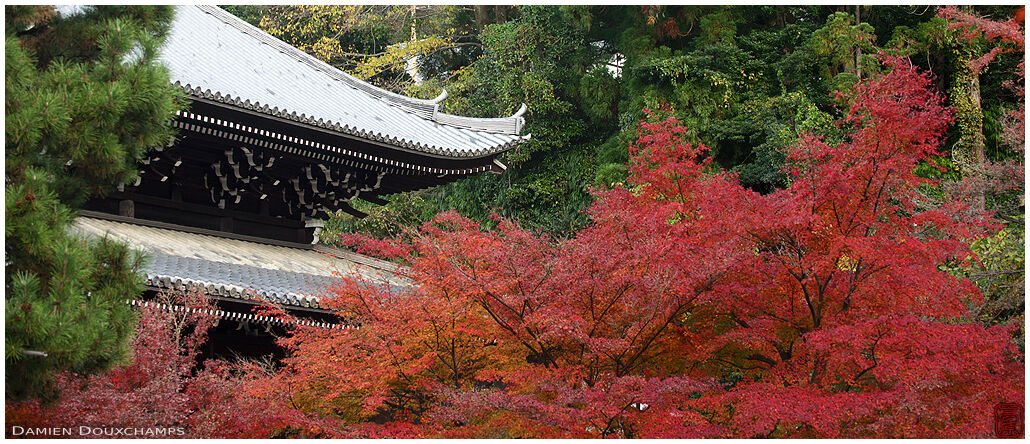 Autumn colours and temple roof lines in Chion-in, Kyoto, Japan