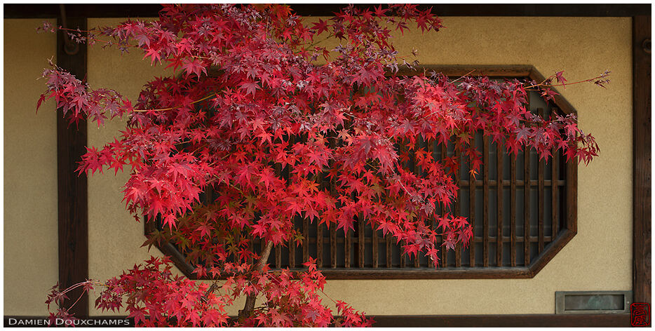 An ever-red maple tree in front of an old house in Gion, Kyoto, Japan