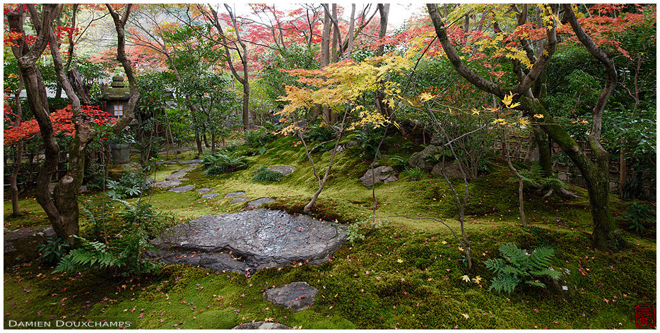 Rainy late autumn day in the small moss garden of Korin-in temple, Kyoto, Japan