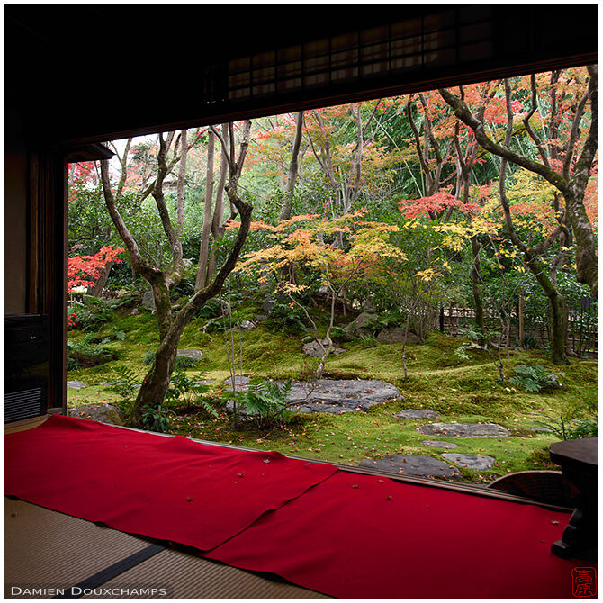Small intimistic moss garden under maple trees in Korin-in temple, Kyoto, Japan