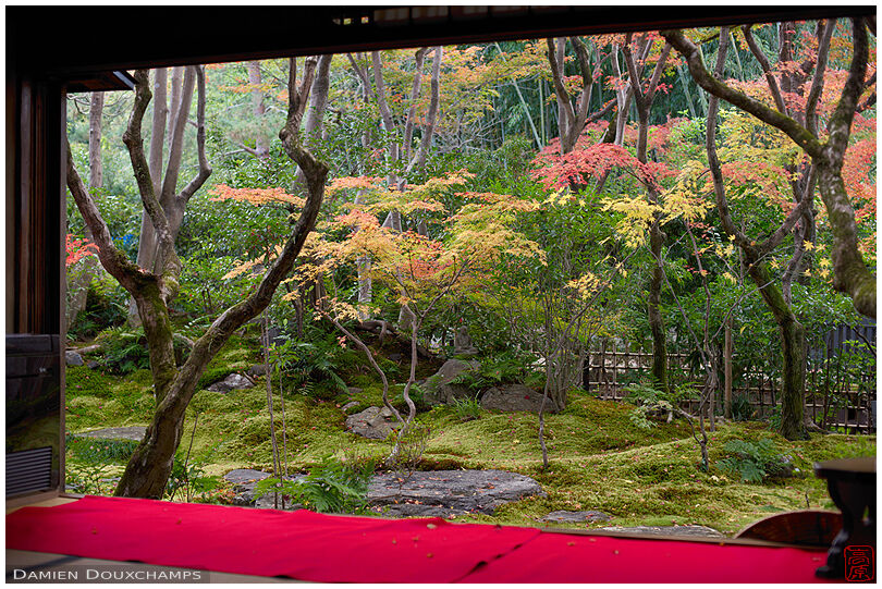 Early autumn colours over the moss garden of Korin-in temple, Kyoto, Japan