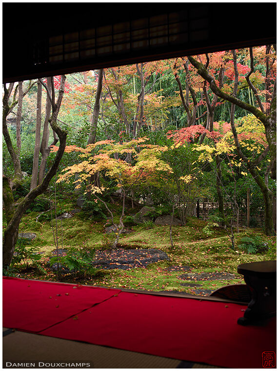 Maple forest surrounding moss garden in autumn, Korin-in temple, Kyoto, Japan