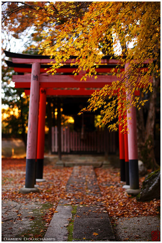 A row of torii gates in autumn in Zenno-ji temple, Kyoto, Japan
