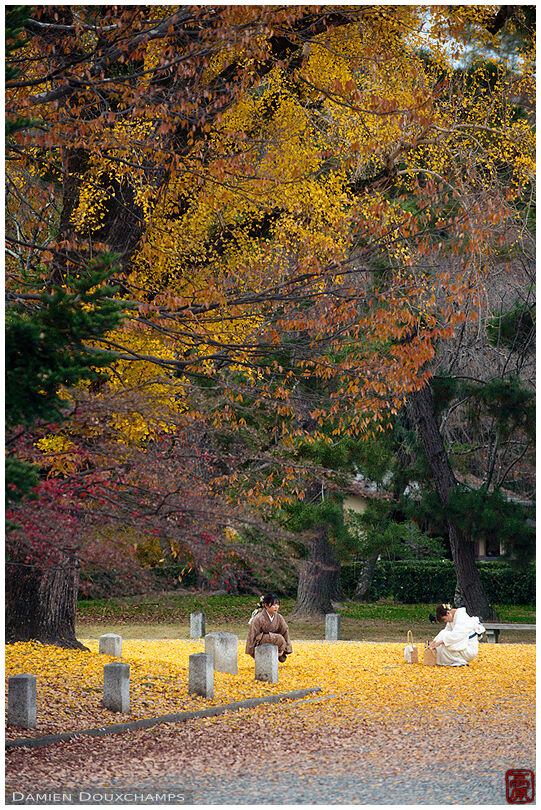 Two ladies in kimono kneeling on a yellow carpet of gingko leaves, imperial palace gardens, Kyoto, Japan