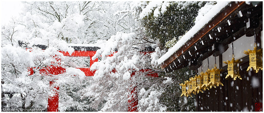 Red torii gate and golden lanterns during a snow storm in Shimogamo shrine, Kyoto, Japan