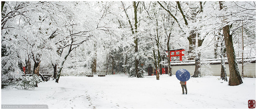 Man with blue umbrella in the show-covered forest in front of Kawai shrine, Kyoto, Japan