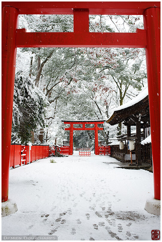 Red torii gates on a snowy day, Kawai-jinja, Kyoto, Japan