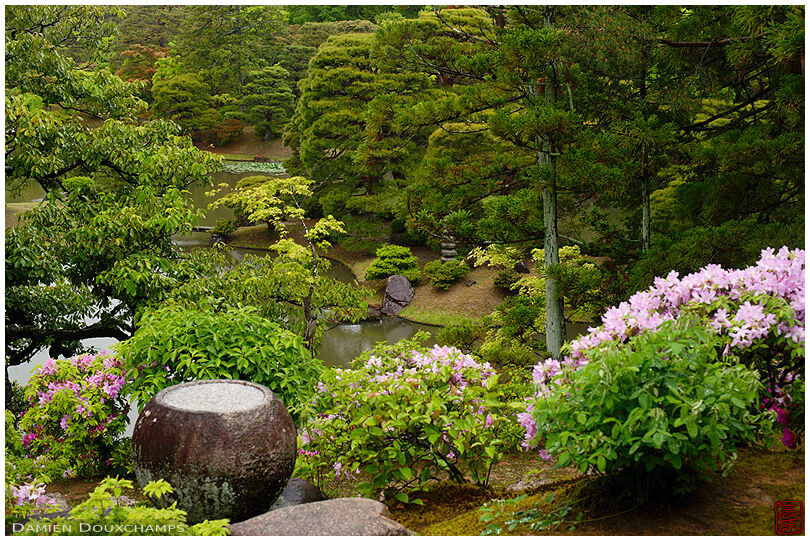 Light pink rhododendrons blooming around a tsukubai water basing during a rainy spring day in the Katsura imperial villa garden, Kyoto, Japan