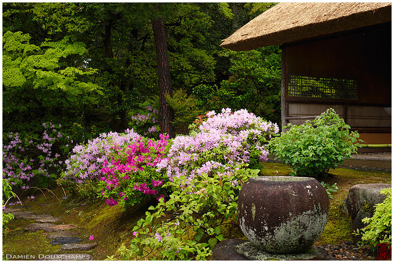 Blooming tsutsuji rhododendrons on the grounds of the Katsura imperial villa, Kyoto, Japan