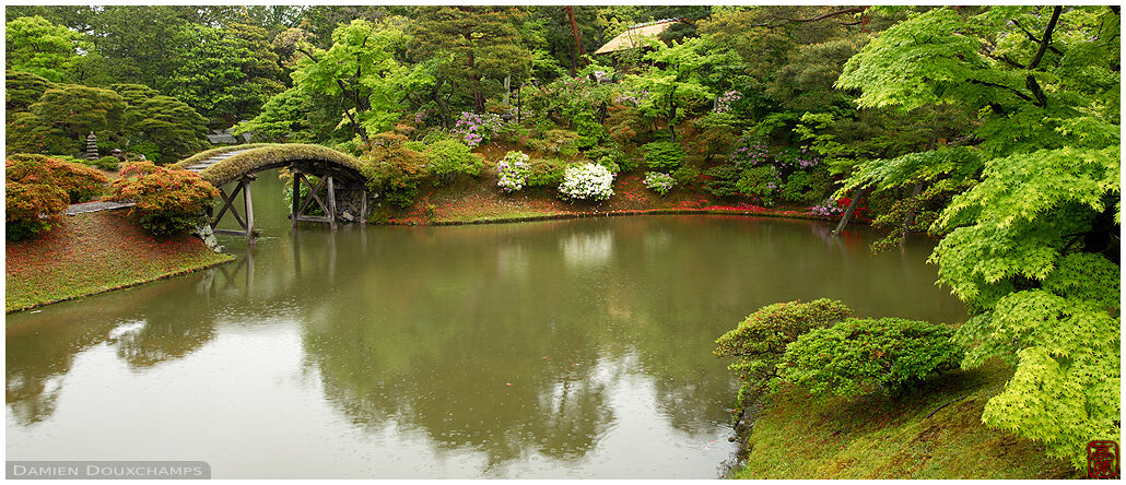 Azalea and rhododendrons blooming on the edges of a pond in the Katsura villa, Kyoto, Japan