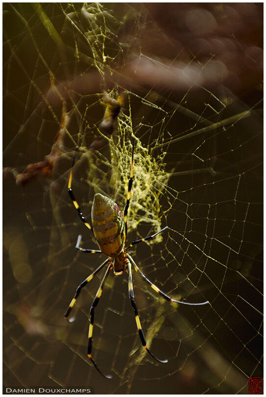 Nephila clavata spider and its golden orb, Kyoto, Japan