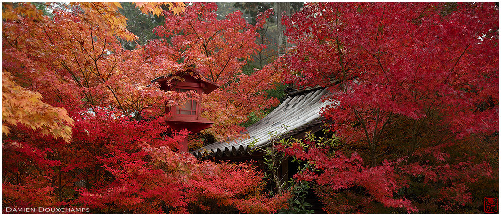 Lantern and roof hiding among the red maple leaves, Kuwayama shrine, Kyoto, Japan