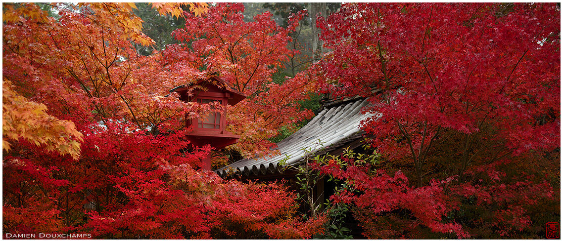 Lantern and roof hiding among the red maple leaves, Kuwayama shrine, Kyoto, Japan