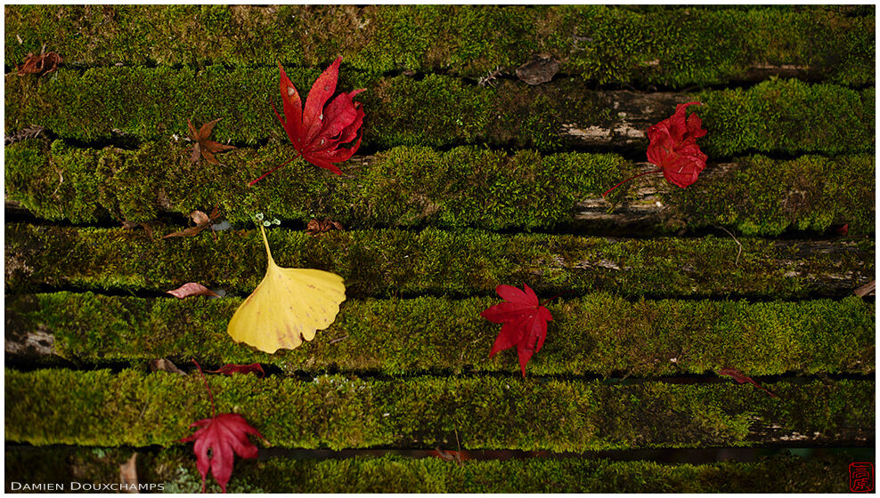 Red maple and yellow gingko leaves fallen on a mossy bench in Kuwayama-jinja, Kyoto, Japan