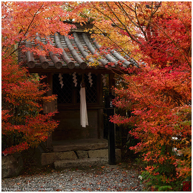 Small shrine engulfed in autumn colours, Kuwayama-jinja, Kyoto, Japan