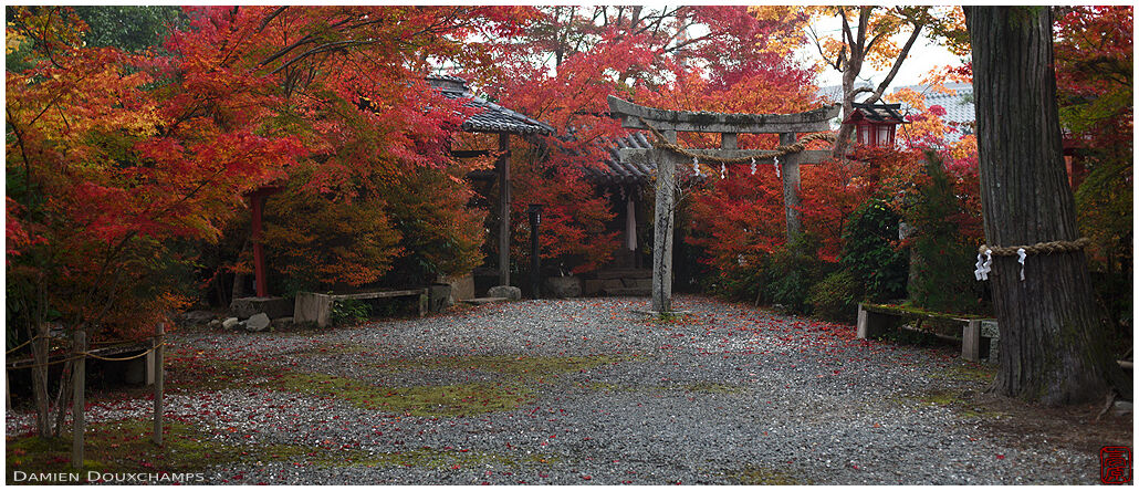 Autumn foliage and stone torii gate in Kuwayama shrine, Kyoto, Japan