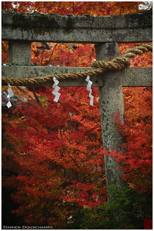 Stone torii gate with sacred rope surrounded by autumn colours in Kuwayama shrine, Kyoto, Japan