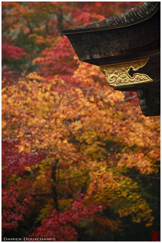 Wooden roof corner with gold bracing piece among autumn colours, Kuwayama shrine, Kyoto, Japan