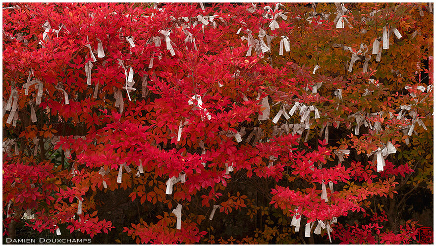Bright red bushes with discarded fortunes, Kuwayama-jinja, Kameoka, Kyoto, Japan