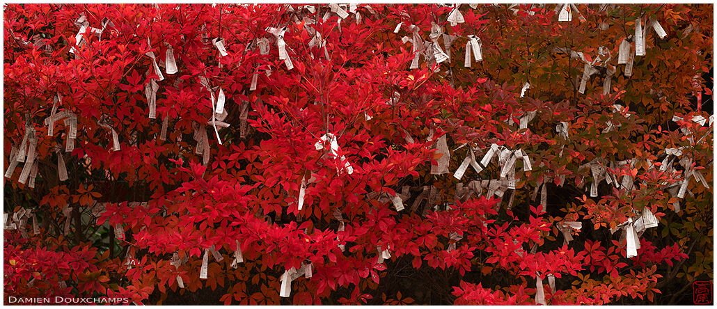 Fortunes tied to red leafed bushes in Kuwayama shrine, Kyoto, Japan