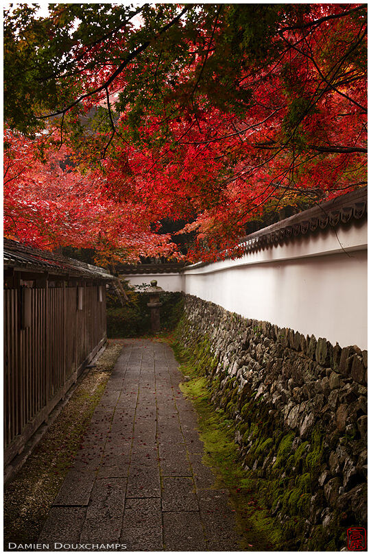 Hidden path with bright red autumn canopy in Kuwayama-jinja, Kyoto, Japan