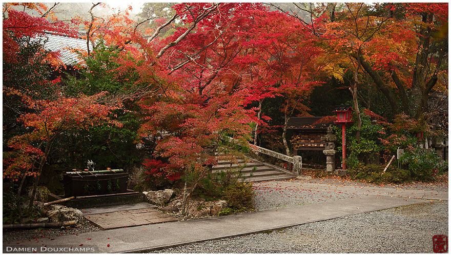 Autumn colors in Kuwayama shrine, one of the first place where they appear in Kyoto, Japan