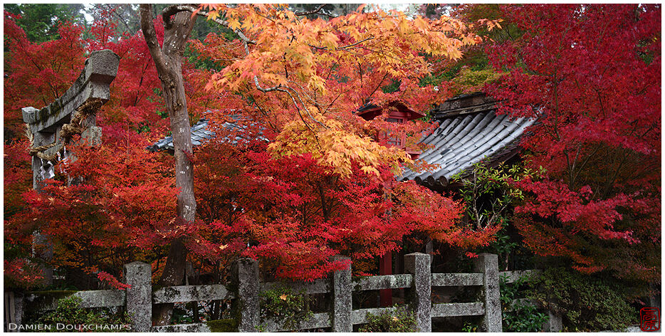 Stone fence and stone torii gate lost in autumn colours, Kuwayama shrine, Kyoto, Japan