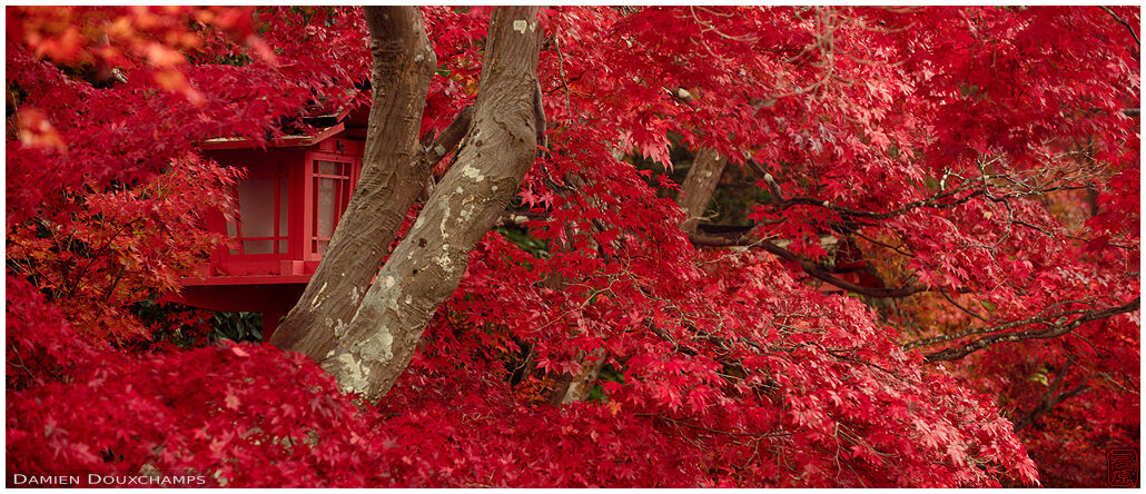 Red lantern lost amidst red maple leaves in Kuwayama shrine, Kyoto, Japan
