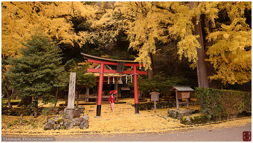 Yellow everywhere: lady with umbrella lost in the gingko leaves in Iwato Ochiba shrine, Kyoto, Japan