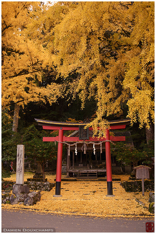 Majestic yellow gingko tree and its carpet of fallen leaves on the Iwato Ochiba shrine grounds, Kyoto, Japan