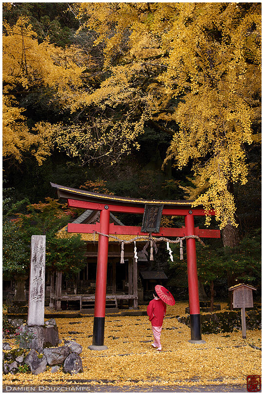 Woman with umbrella passing under the torii gate of yellow leaf covered Iwato Ochiba shrine, Kyoto, Japan