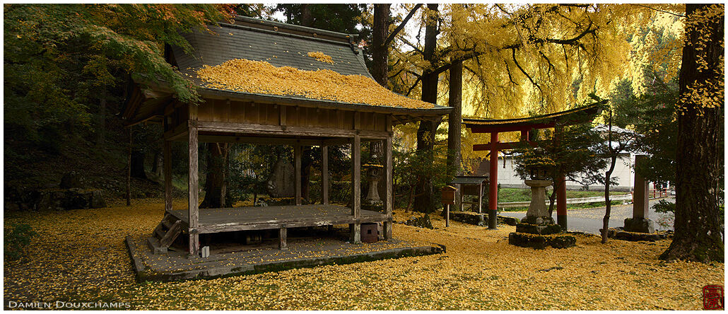 Gingko leaves covering the grounds and buildings of Ochiba jinja in the mountains of Kyoto, Japan