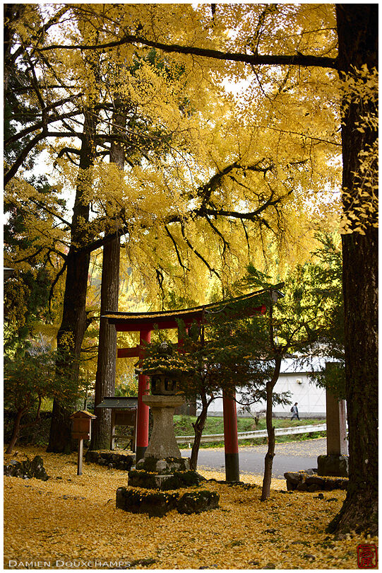 Yellow gingko leaves carpet and red torii gate in Ochiba shrine, Kyoto, Japan