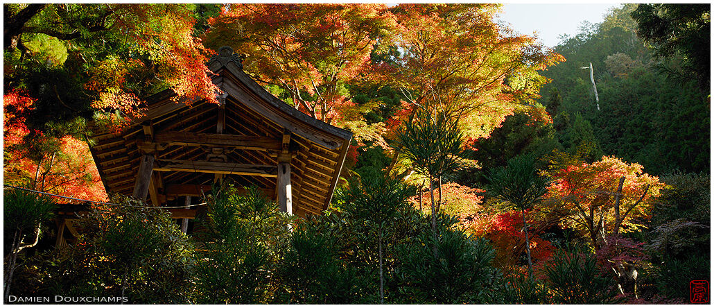 Fiery autumn foliage surrounding the belfry of Soren-ji temple, Kyoto, Japan