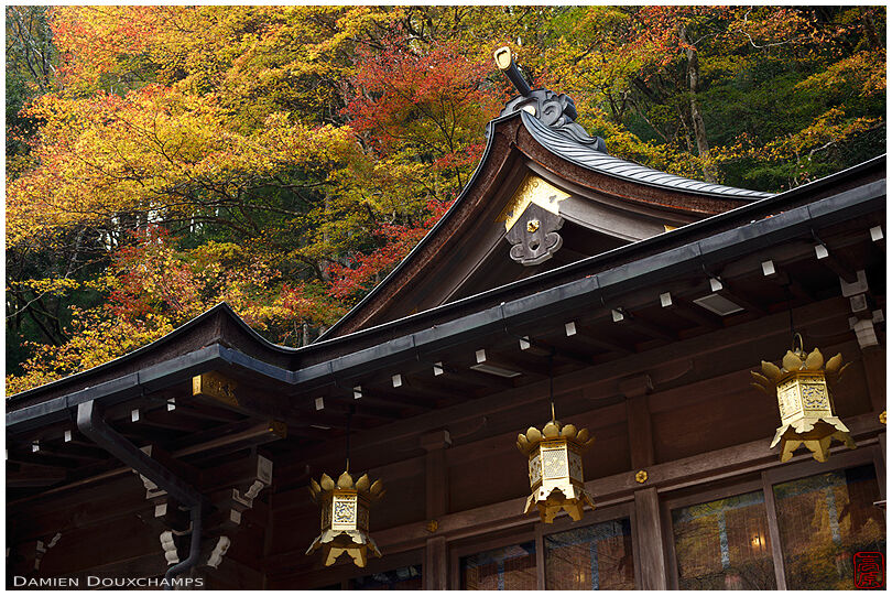 Golden lanterns and golden autumn foliage in Kifune shrine, Kyoto, Japan