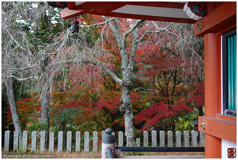 Autumn colors at the foot of the pagoda near Kurama-dera temple, Kyoto, Japan