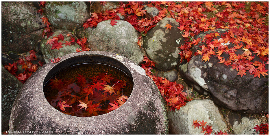 Tsukubai water basin filled with fallen autumn leaves, Shōdensan-sō, Kyoto, Japan