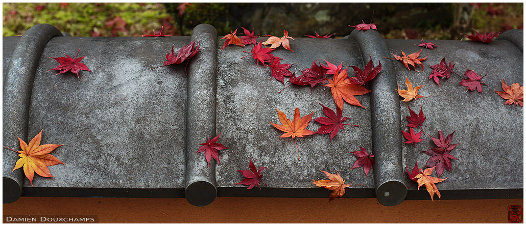 Maple leaves fallen on wall, Shodensanso, Kyoto, Japan