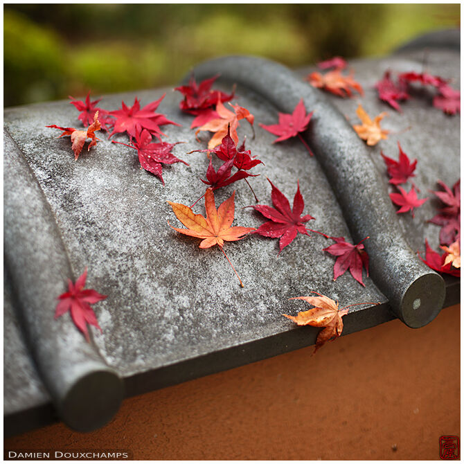 Red autumn leaves fallen on rare rounded wall tiles, Shodensan-so, Kyoto, Japan