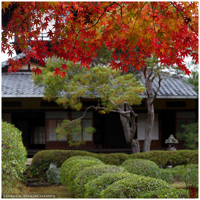 A little taste of autumn in the Shodensanso gardens, Kyoto, Japan