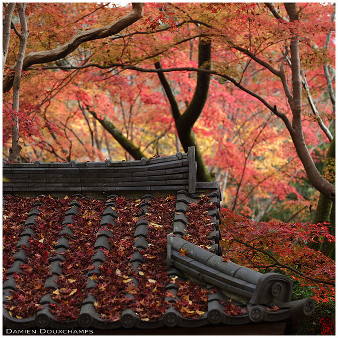 Traditional Japanese roof covered with fallen maple leaves, Renge-ji temple, Kyoto, Japan
