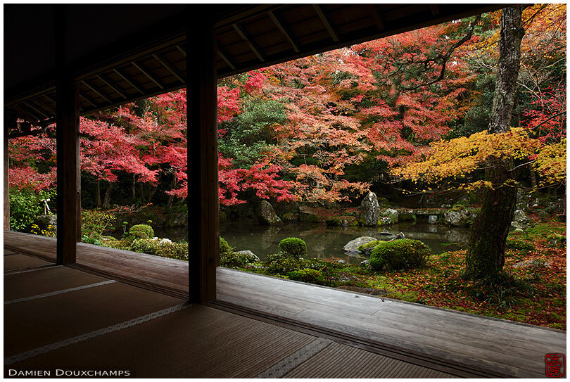 Late autumn colors over the little pond garden of Renge-ji temple, Kyoto, Japan