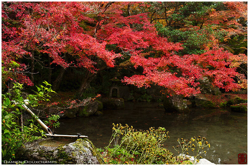 Tsukubai water basin and red autumn leaves around the small pond garden of Renge-ji temple, Kyoto, Japan