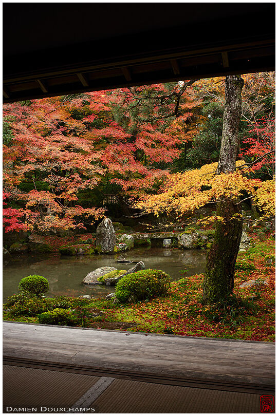Late autumn foliage and fallen leaves in Renge-ji temple pond garden, Kyoto, Japan